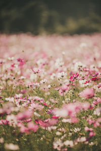 Close-up of pink flowering plant on field