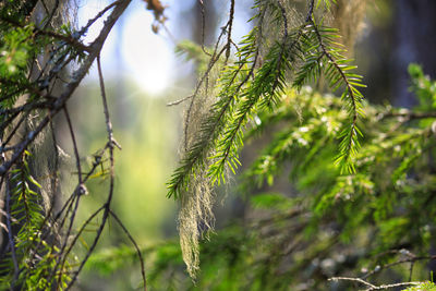 Close-up of pine tree