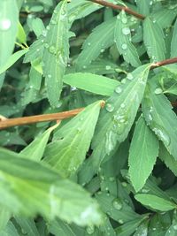 Close-up of wet plants