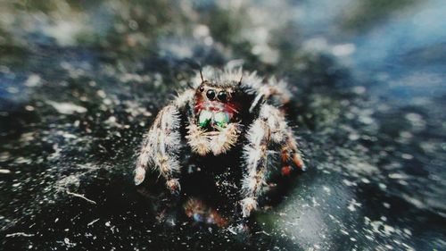 Close-up of spider