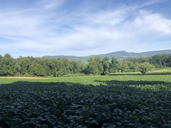 Scenic view of agricultural field against sky