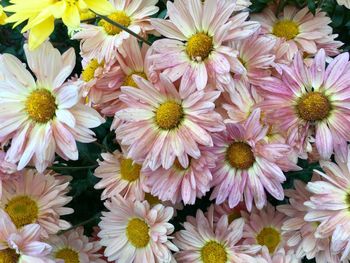 Full frame shot of flowering plants