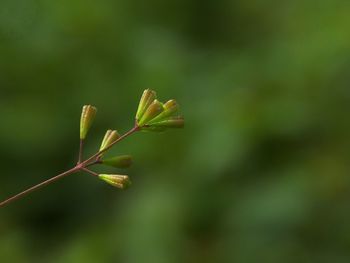 Close-up of plant