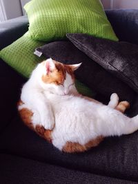 High angle view of cat relaxing on floor