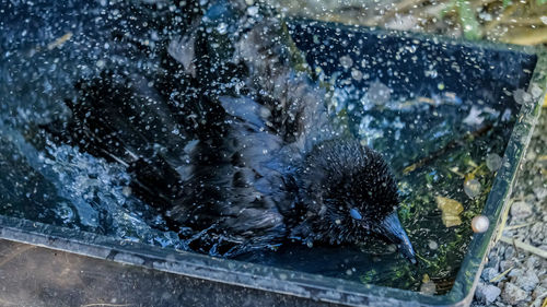 View of crow in water