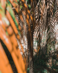 Close-up of pine tree