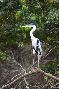 Bird perching on a tree