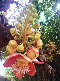 Low angle view of fruits on tree