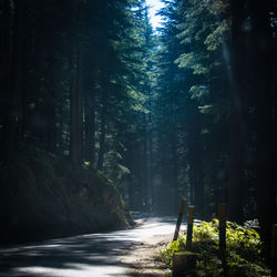 Road amidst trees in forest