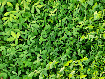 Full frame shot of plants growing on field