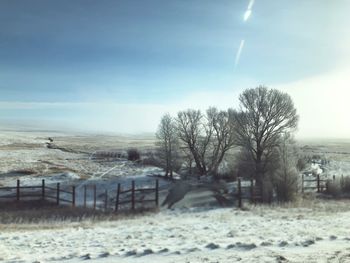 Bare trees on snow covered land against sky