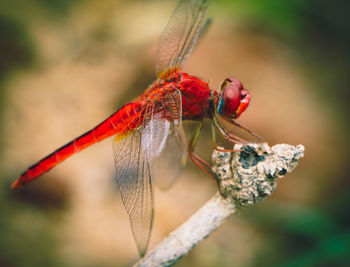 Close-up of dragonfly on twig