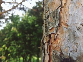 Close-up of tree trunk in forest