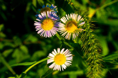 Close-up of white daisy flowers