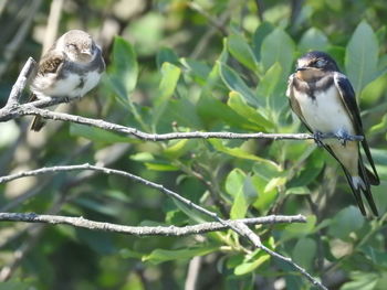 Close-up of birds perching on branch