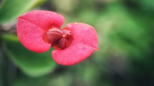 Close-up of pink flower