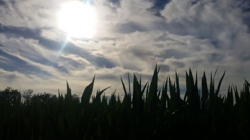 Panoramic view of plants on field against sky