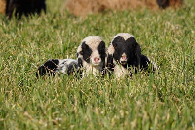 Sheep sitting in a field