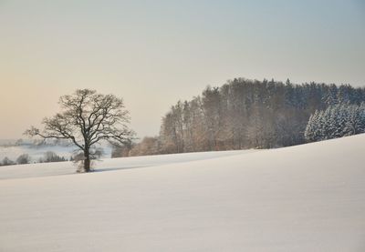 Bare trees on snow covered landscape