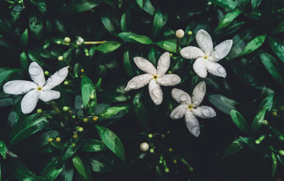 Close-up of white flowering plants