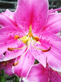 Close-up of pink day lily blooming outdoors