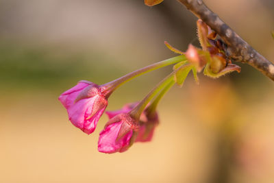 Close-up of pink flower buds