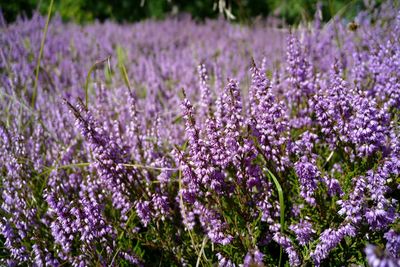 Close-up of lavender flowers growing in field