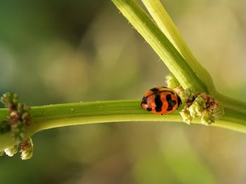 Extreme close-up of ladybug on plant