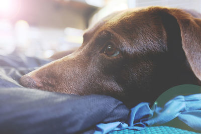 Close-up of dog looking away