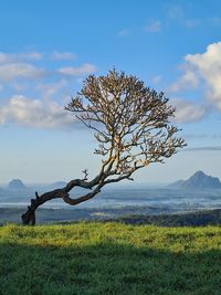 Bare tree on field against sky