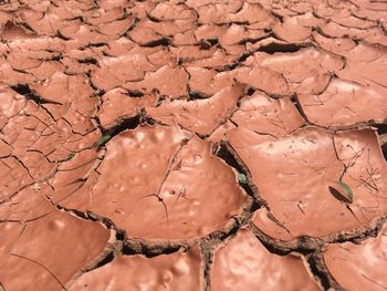 soil
