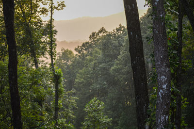 View of trees in forest