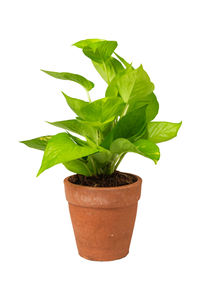 Close-up of potted plant against white background