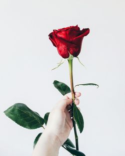 Close-up of hand holding red rose against white background