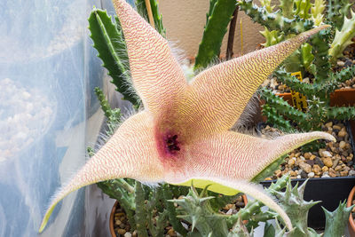 Close-up of a flower