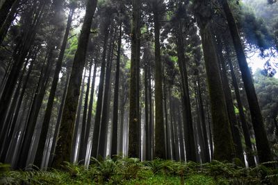 Low angle view of bamboo trees in forest