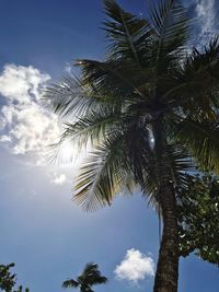 Low angle view of palm tree against sky