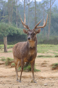 Portrait of deer standing on field