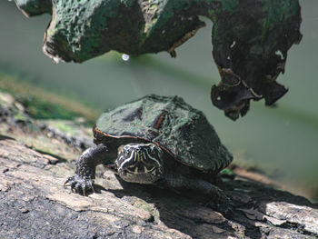 Close-up of lizard on rock