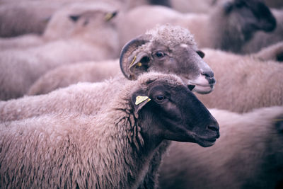 Sheep on field