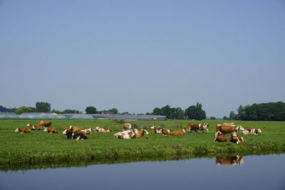 Horses in a field