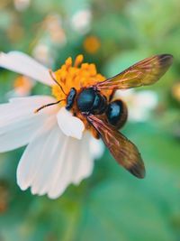 Close-up of bee pollinating on flower