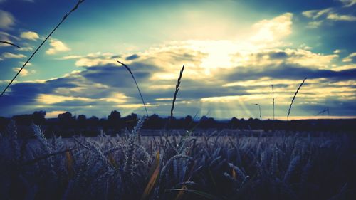 Scenic view of field against sky at sunset