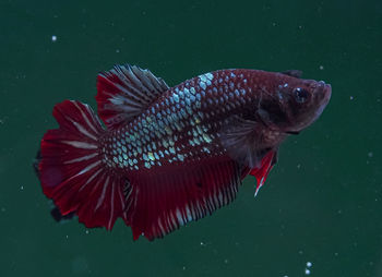 Close-up of fish swimming in sea