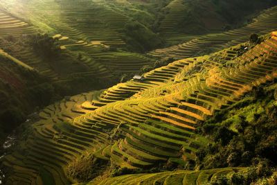 High angle view of agricultural field