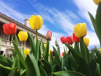 Low angle view of yellow flowers blooming against clear sky