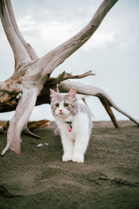 Portrait of cat by tree against sky