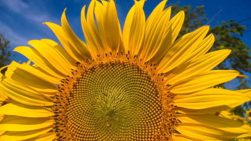 sunflower