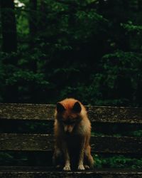 Portrait of dog sitting on bench. 