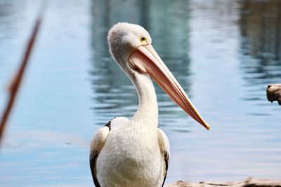 Close-up of pelican on lake